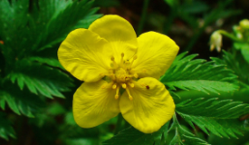 Potentilla anserina